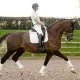 LeMieux Suede Dressage Square